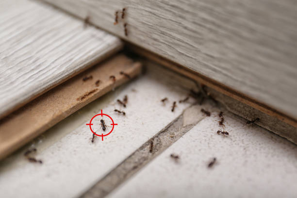 Professional Pest Control in Philipsburg, MT