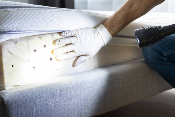 Best Bed Bug Extermination  in Philipsburg, MT