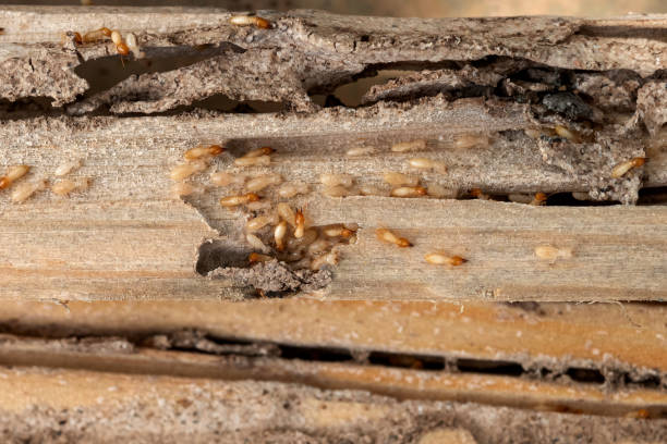 Insect Control in Philipsburg, MT