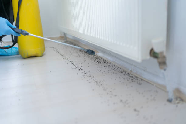 Wasp Removal Services in Philipsburg, MT